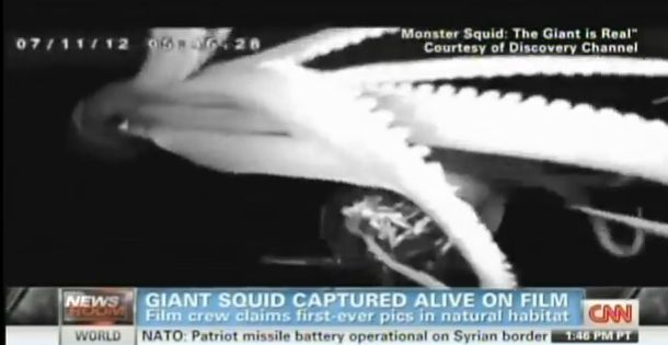 VIDEO: Giant squid filmed alive